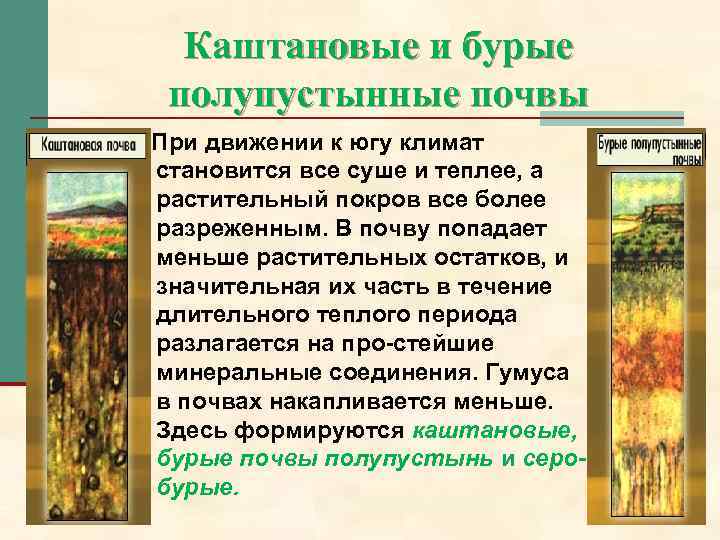 Каштановые и бурые полупустынные почвы При движении к югу климат становится все суше и