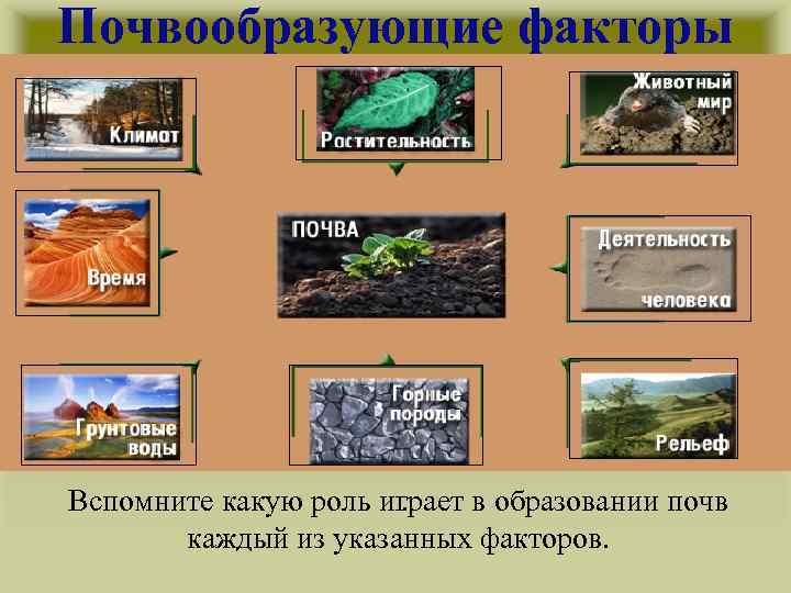 Почвообразующие факторы Вспомните какую роль играет в образовании почв. каждый из указанных факторов. 