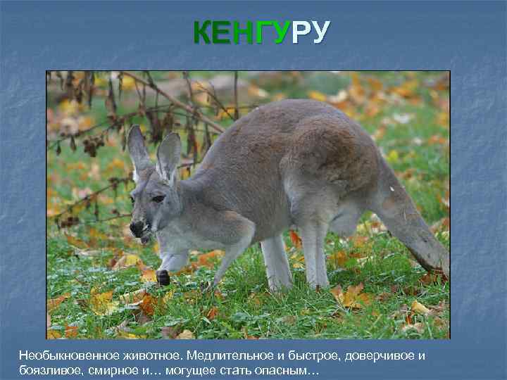 КЕНГУРУ Необыкновенное животное. Медлительное и быстрое, доверчивое и боязливое, смирное и… могущее стать опасным…