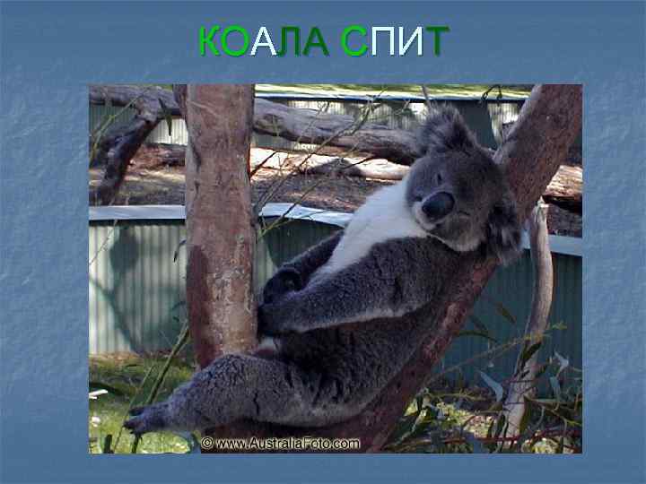 КОАЛА СПИТ 
