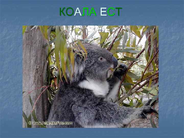 КОАЛА ЕСТ 