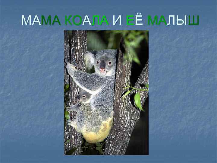 МАМА КОАЛА И ЕЁ МАЛЫШ 