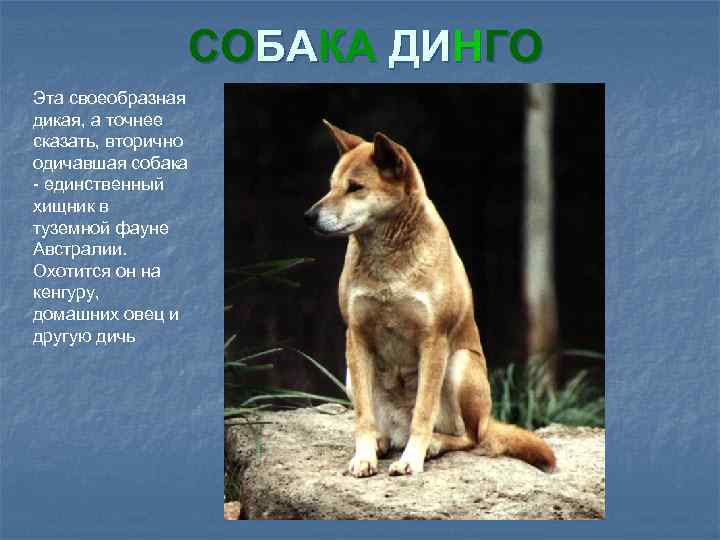 СОБАКА ДИНГО Эта своеобразная дикая, а точнее сказать, вторично одичавшая собака - единственный хищник