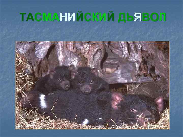 ТАСМАНИЙСКИЙ ДЬЯВОЛ 