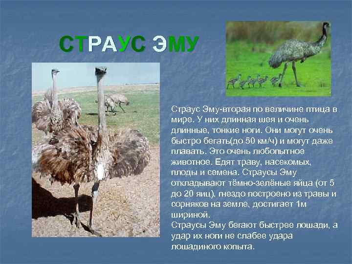 СТРАУС ЭМУ Страус Эму-вторая по величине птица в мире. У них длинная шея и