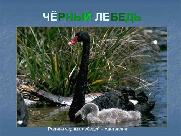 ЧЁРНЫЙ ЛЕБЕДЬ Родина черных лебедей – Австралия. 