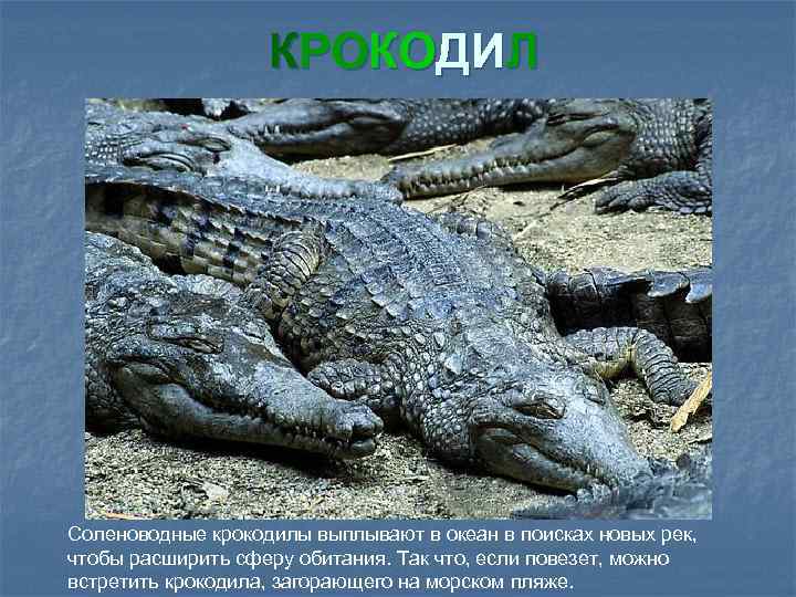 КРОКОДИЛ Соленоводные крокодилы выплывают в океан в поисках новых рек, чтобы расширить сферу обитания.