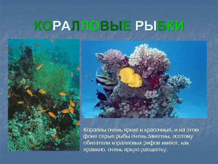 КОРАЛЛОВЫЕ РЫБКИ Кораллы очень яркие и красочные, и на этом фоне серые рыбы очень