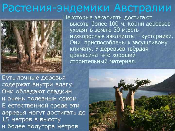 Растения-эндемики Австралии Некоторые эвкалипты достигают высоты более 100 м. Корни деревьев уходят в землю