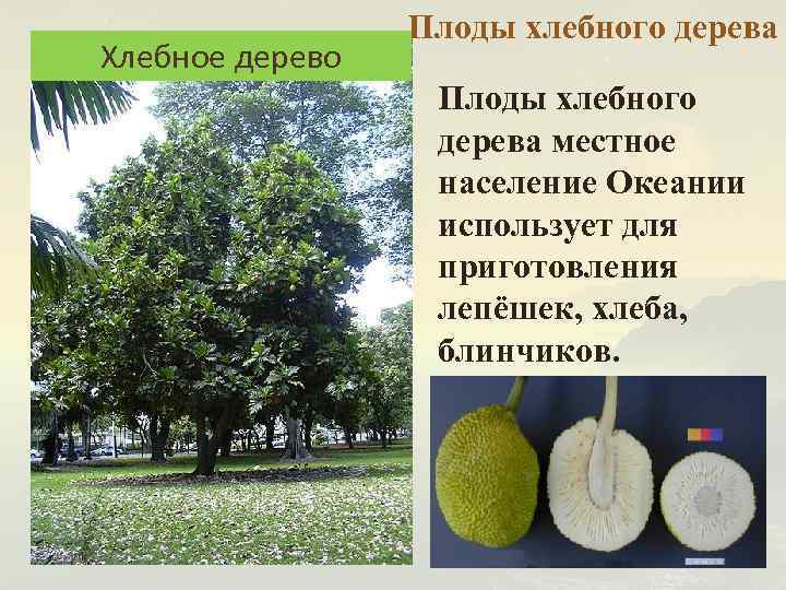 Хлебное дерево фото и описание где растет