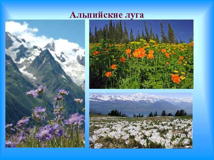 Альпийские луга 
