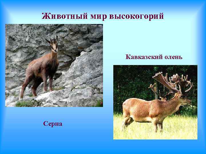 Животный мир высокогорий Кавказский олень Серна 