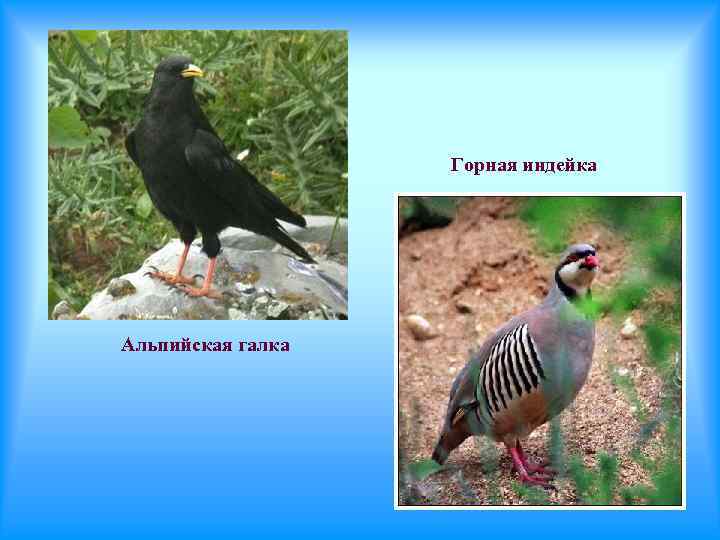 Горная индейка Альпийская галка 