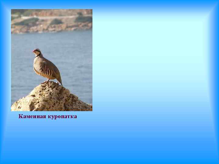 Каменная куропатка 