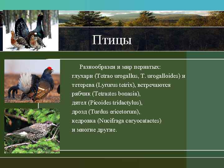 Птицы Разнообразен и мир пернатых: глухари (Tetrao urogallus, T. urogalloides) и тетерева (Lyrurus tetrix),