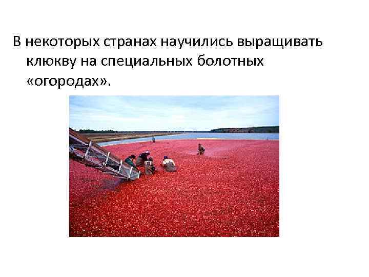 В некоторых странах научились выращивать клюкву на специальных болотных «огородах» . 