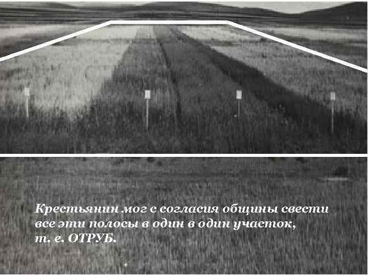 Крестьянин мог с согласия общины свести все эти полосы в один участок, т. е.