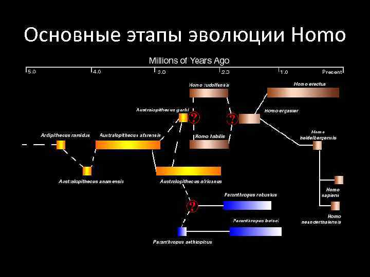 Основные этапы эволюции Homo 