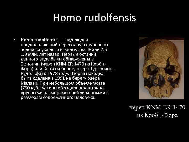 Homo rudolfensis • Homo rudolfensis — вид людей, представляющий переходную ступень от человека умелого