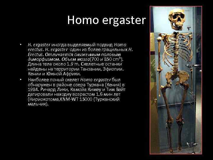 Homo ergaster • • H. ergaster иногда выделяемый подвид Homo erectus. H. ergaster один