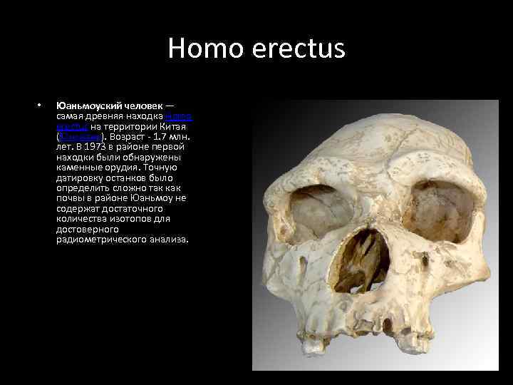 Homo erectus • Юаньмоуский человек — самая древняя находка Homo erectus на территории Китая