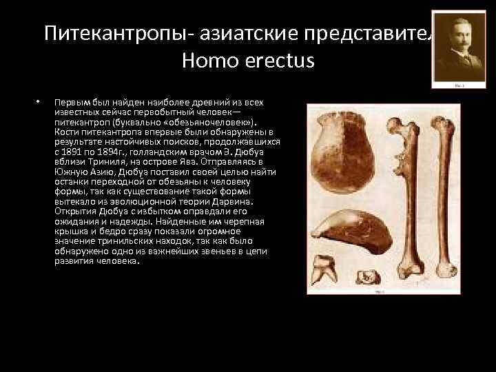 История кости. Питекантроп был найден. Первый питекантроп был найдена.