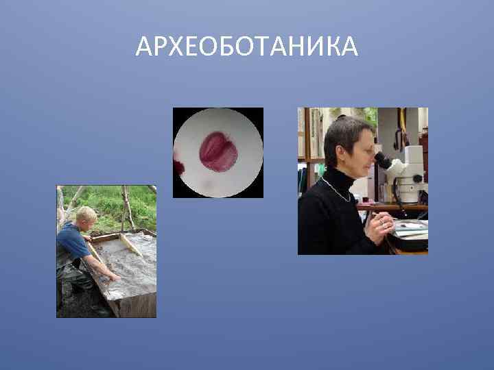 АРХЕОБОТАНИКА 