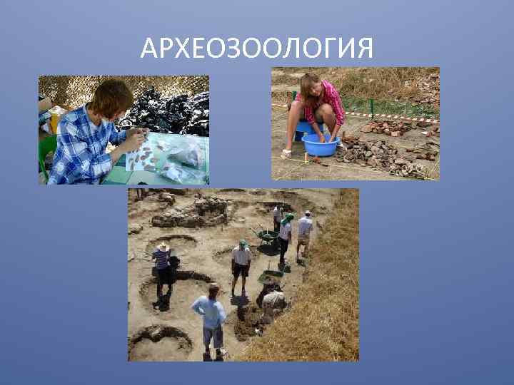АРХЕОЗООЛОГИЯ 