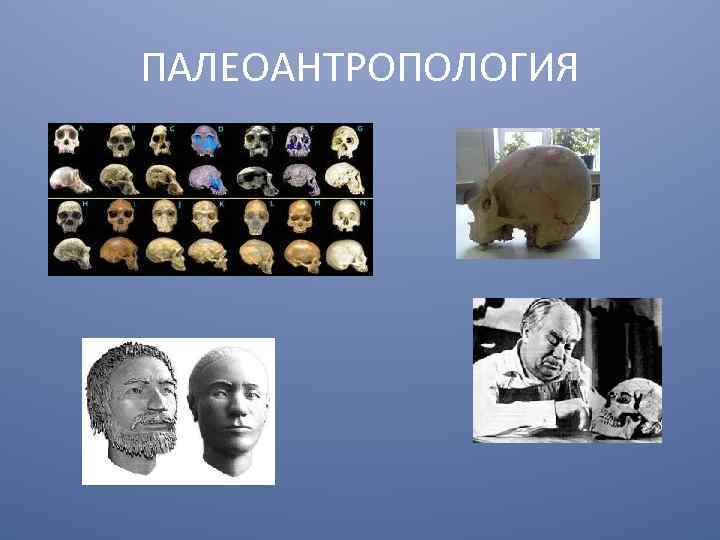 ПАЛЕОАНТРОПОЛОГИЯ 