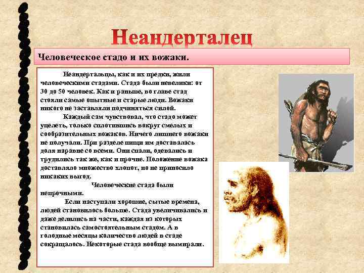 Человеческое стадо и их вожаки. Неандертальцы, как и их предки, жили человеческими стадами. Стада