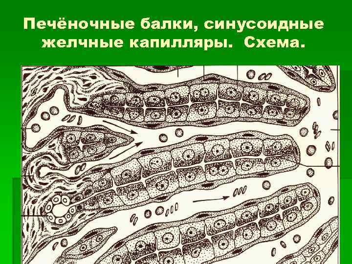 Печёночные балки, синусоидные желчные капилляры. Схема. 
