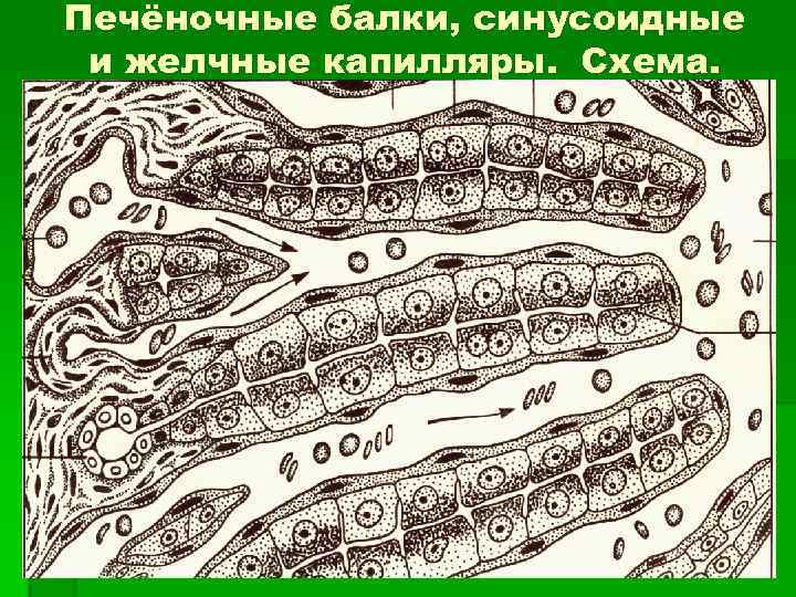 Печёночные балки, синусоидные и желчные капилляры. Схема. 