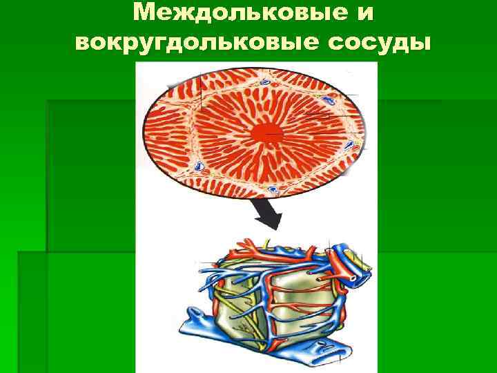 Междольковые и вокругдольковые сосуды 