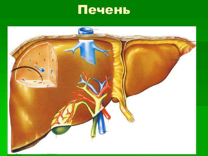 Печень 
