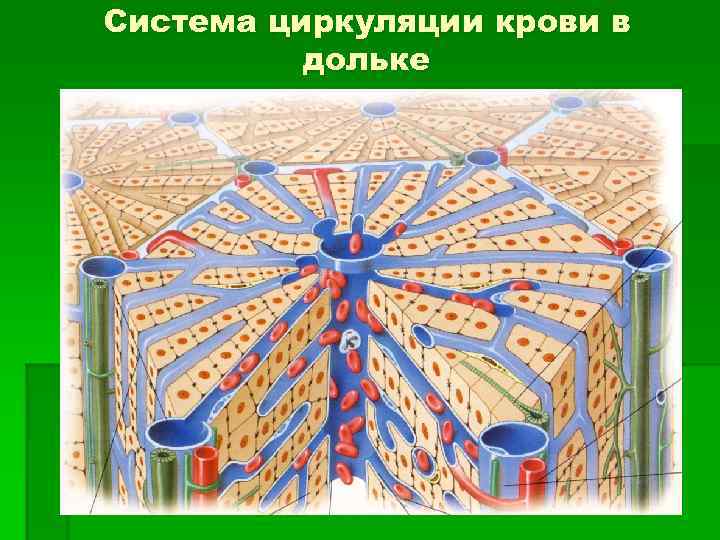 Схема строения дольки печени