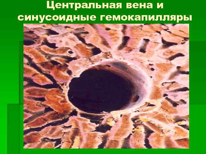 Центральная вена и синусоидные гемокапилляры 