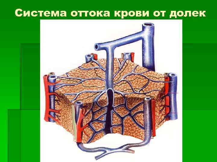 Система оттока крови от долек 