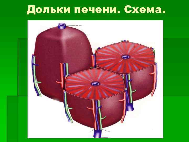 Дольки печени. Схема. 