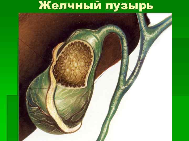 Желчный пузырь 