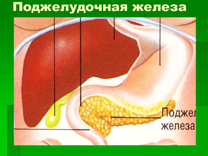 Поджелудочная железа 