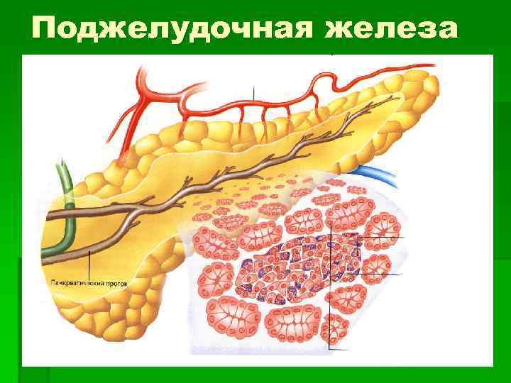 Клетки пищеварительных желез. Долька поджелудочной железы. Кратко о желудочных железах. Пищеварительные железы картинки.