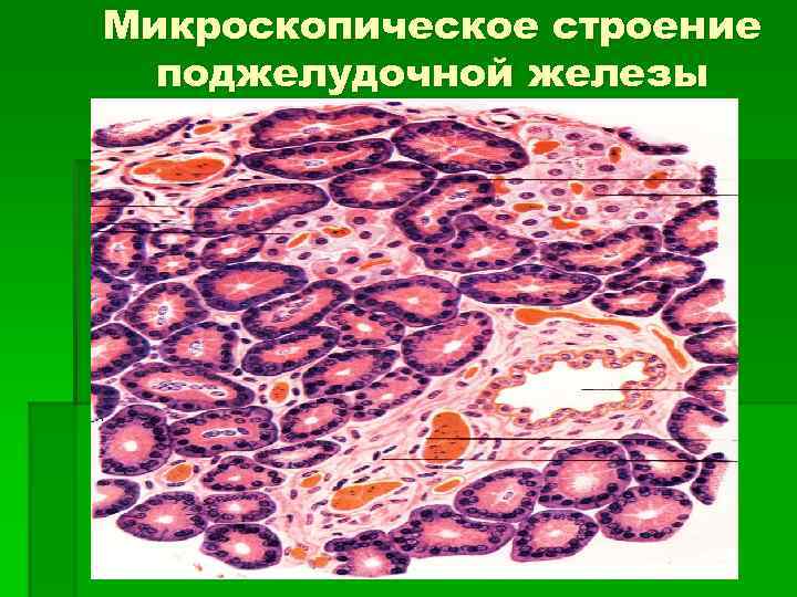 Железистые клетки печени вырабатывают