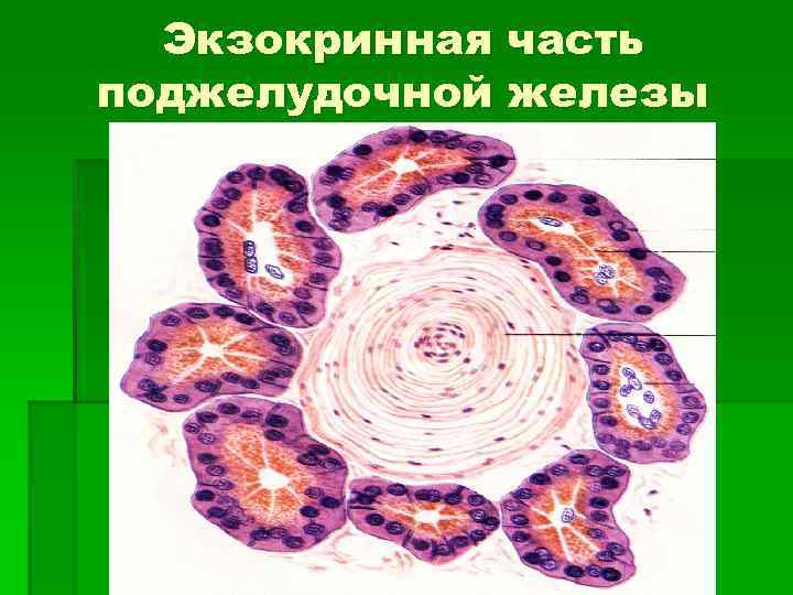 Экзокринная часть поджелудочной железы 