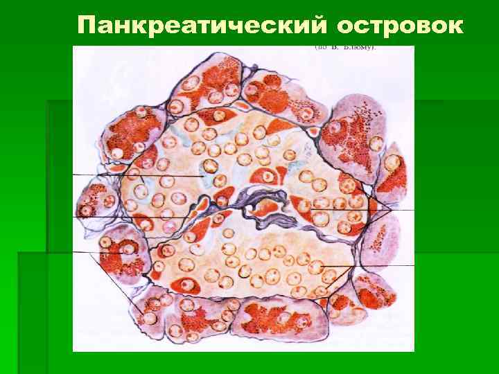 Панкреатический островок 