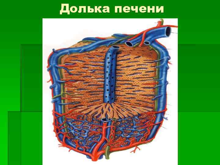 Функциональная единица печени