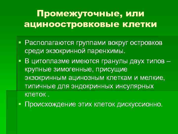 Промежуточные, или ациноостровковые клетки § Располагаются группами вокруг островков среди экзокринной паренхимы. § В