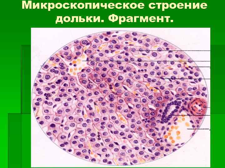 Микроскопическое строение печени