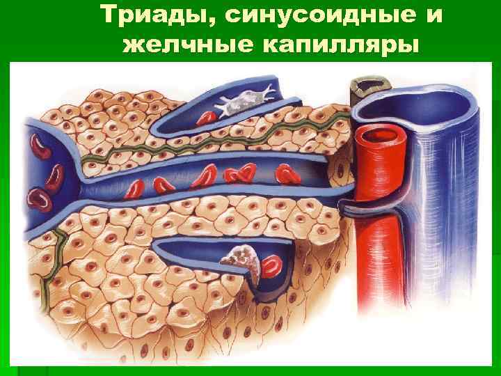 Строение стенки синусоидных капилляров печени