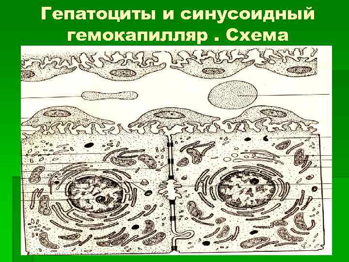 Гепатоциты и синусоидный гемокапилляр. Схема 