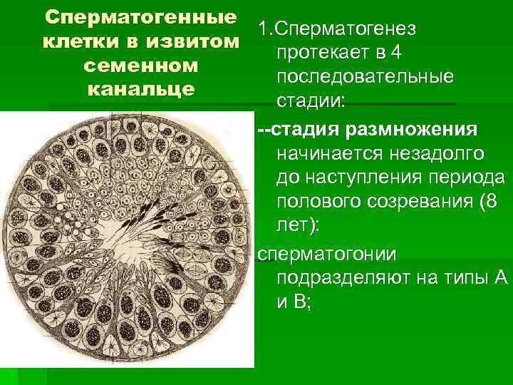 Сперматогенные 1. Сперматогенез клетки в извитом протекает в 4 семенном последовательные канальце стадии: --стадия